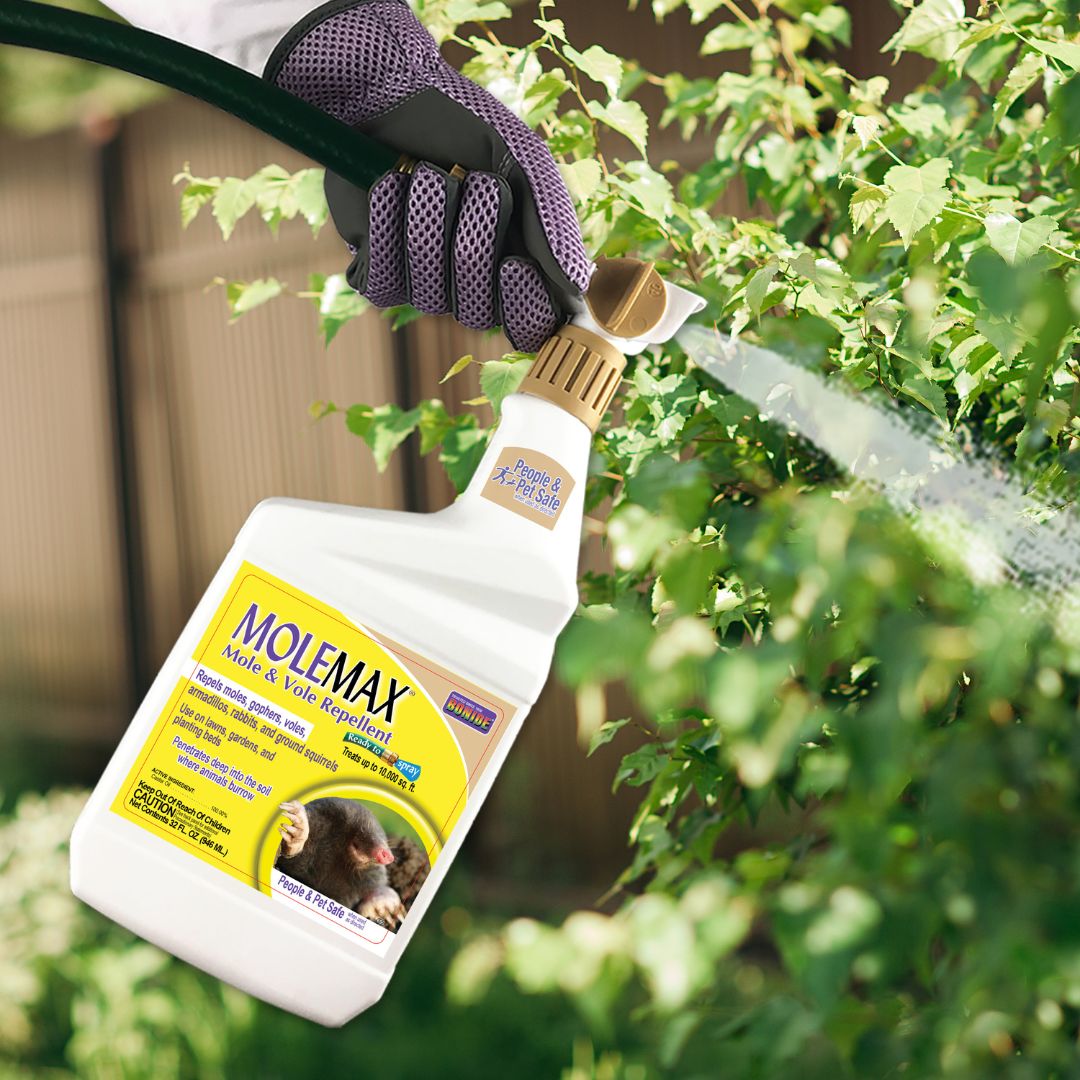 MoleMax Mole & Vole Repellent Spray – Bonide – 32 oz